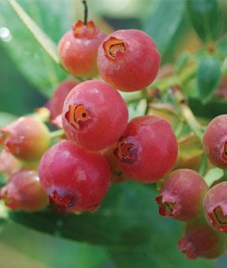 Blueberry Plant 1 Gallon Pink Lemonade Vaccinium corymbosum Sweet Berries for Home Gardens and Containers