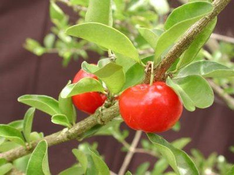 Barbados Cherry Tree 3 Gallon Pot Malpighia emarginata Fast Growing Bushy Tree Fruitful Garden Plant