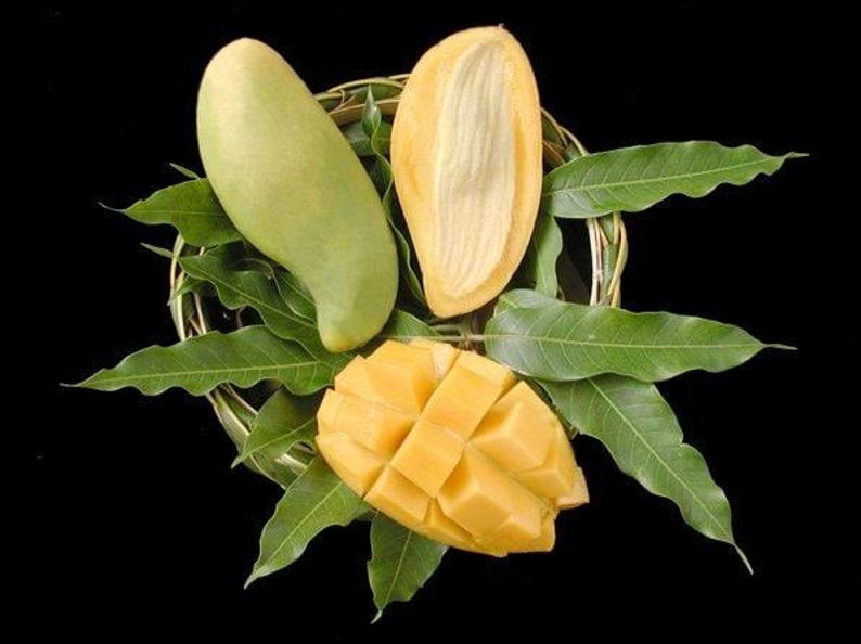 Grafted Mango Tree - 1ft - Nam Doc Mai - Sweet Green Mango - Mangifera indica - Ships in 6" Pot - Premium Asian Variety