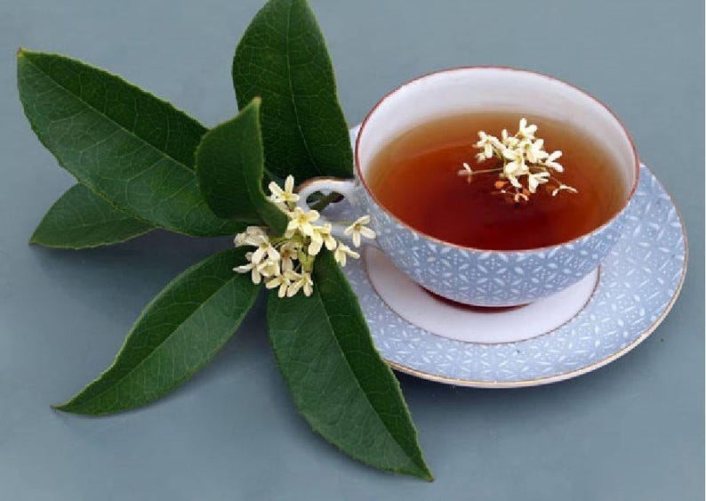 Sweet Olive Plant 3 Gal Pot - Osmanthus Fragrans - Fragrant Tea Olive - Aromatic Garden Shrub - Compact Indoor/Outdoor Plant