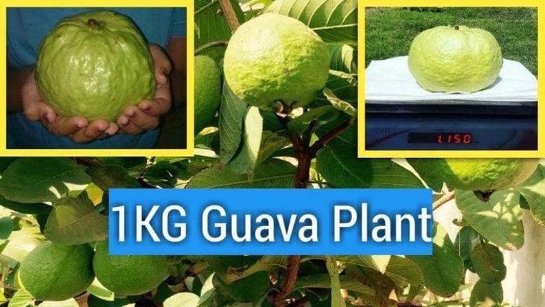 Kilo Guava Plant 6" Pot White Flesh Psidium guajava - Fruiting Shrub for Home Garden or Container Growing