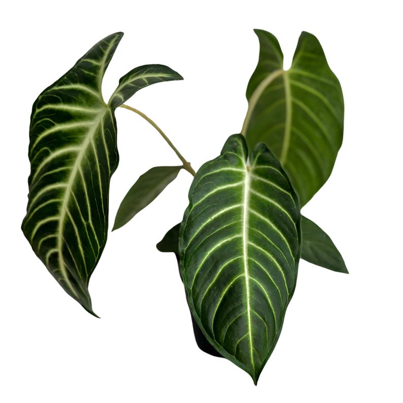 Xanthosoma Lindenii Live Plant in 4 Inch Pot | Rare Tropical Foliage Houseplant | Dark Green Leaves with White Veining