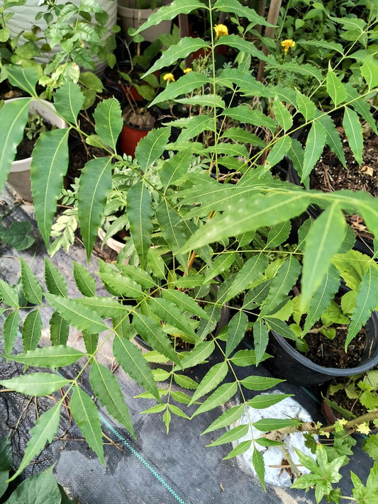 **Organic Neem Tree 1 Gal Pot 16-24 inch Azadirachta indica Easy to Grow Chemical-Free**