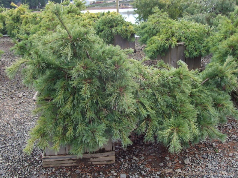Weeping White Pine ‘Niagara Falls’ 12” Live Plant in 1 Gallon Pot - Pinus strobus Evergreen for Garden Landscape Accent