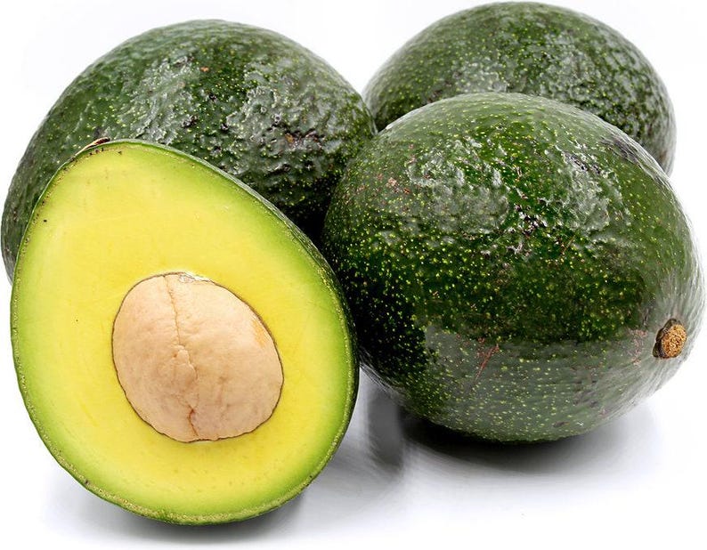Grafted Reed Avocado Tree - 2 Feet - Persea americana - Indoor/Outdoor Fruit Plant in 6" Pot - Ideal for Container Gardening