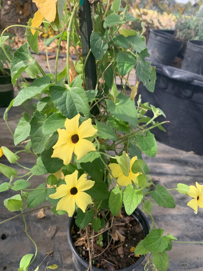 Yellow Thunbergia Alata Vine Live Plant 1-Gallon Pot, Black-Eyed Susan Vine, Thunbergia Alata, Vibrant Yellow Flowers