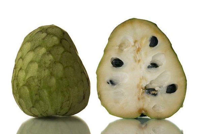Bay Cherimoya Tree - 3 Gal Pot - Grafted Tropical Fruit - Annona cherimola - Sweet Pear-like Fruit for Home Gardens