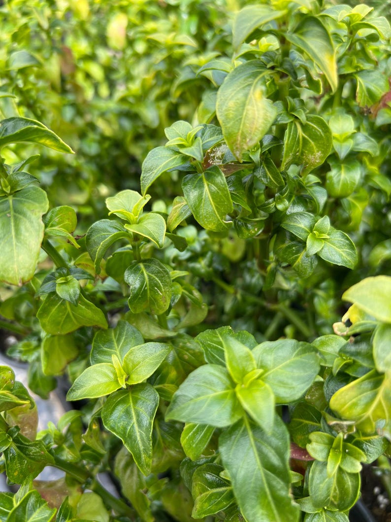 Mushroom Plant 1 Gal Pot Rungia Klossii - Nutrient-Rich Edible Greens for Salads, Soups, Stir Fry