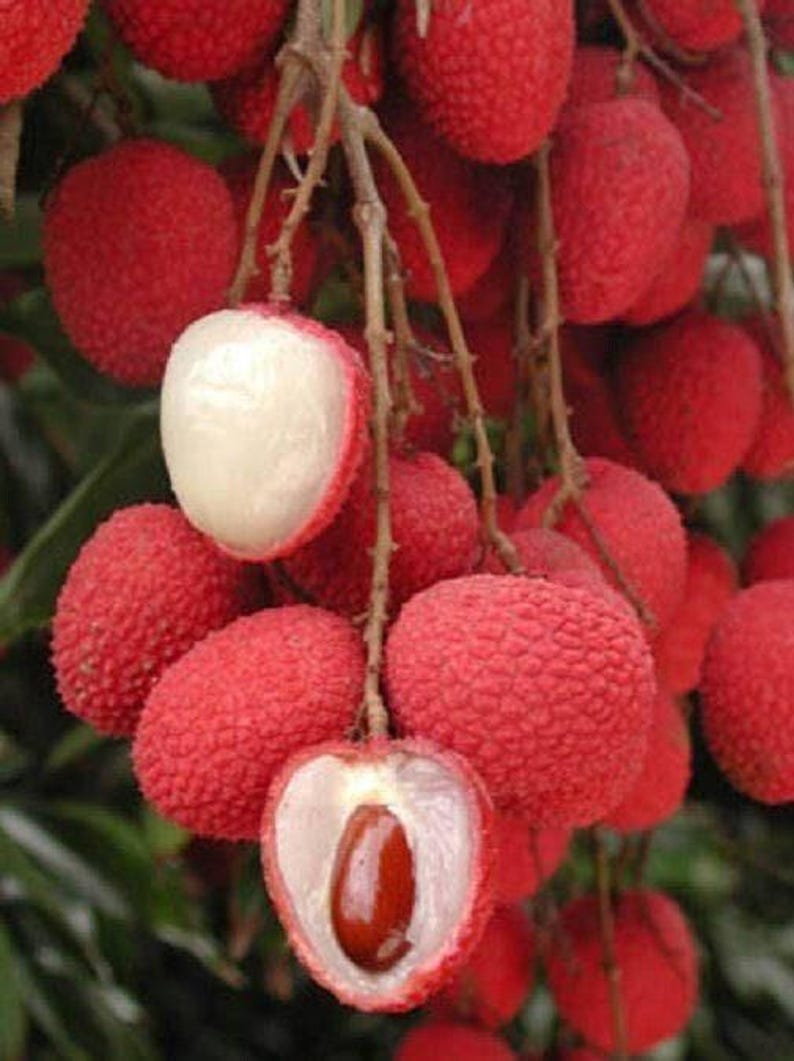 Sweet Heart Lychee Tree - 2 Feet - Live Plant in 3 Gal Pot - Litchi chinensis - Airlayered with Good Root System