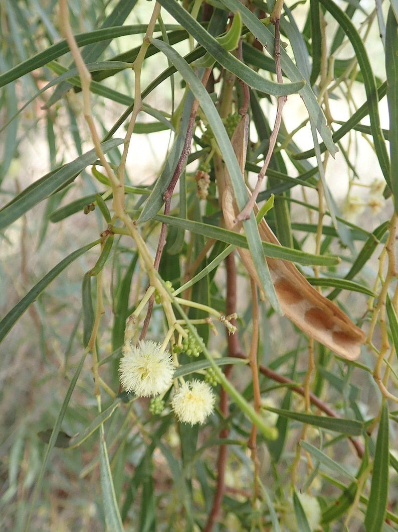 Willow Acacia Tree - 1 Gallon - Thornless Fast-Growing Variety - Acacia salicina - 6" Pot