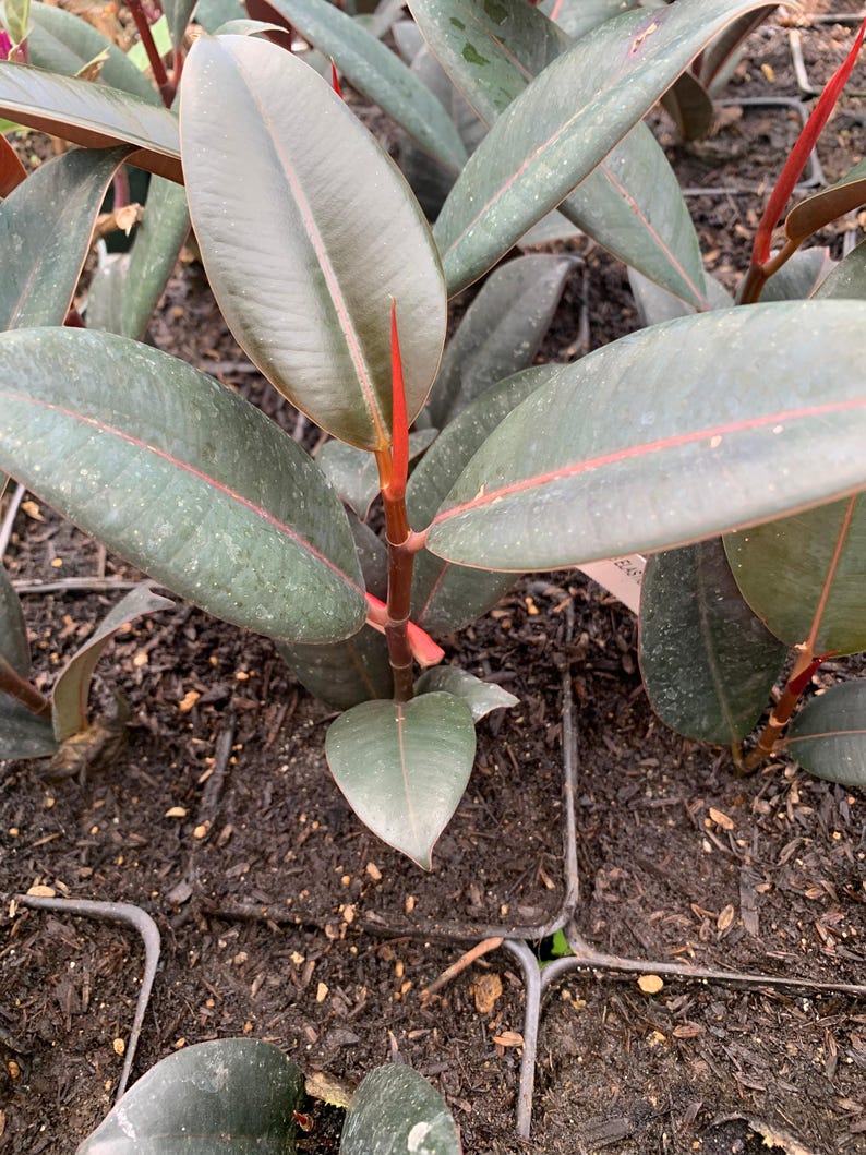 Ficus Elastica 'Burgundy' Starter Plant - 4" Pot - Rubber Plant - Indoor Houseplant - Easy Care Foliage - Air-Purifying
