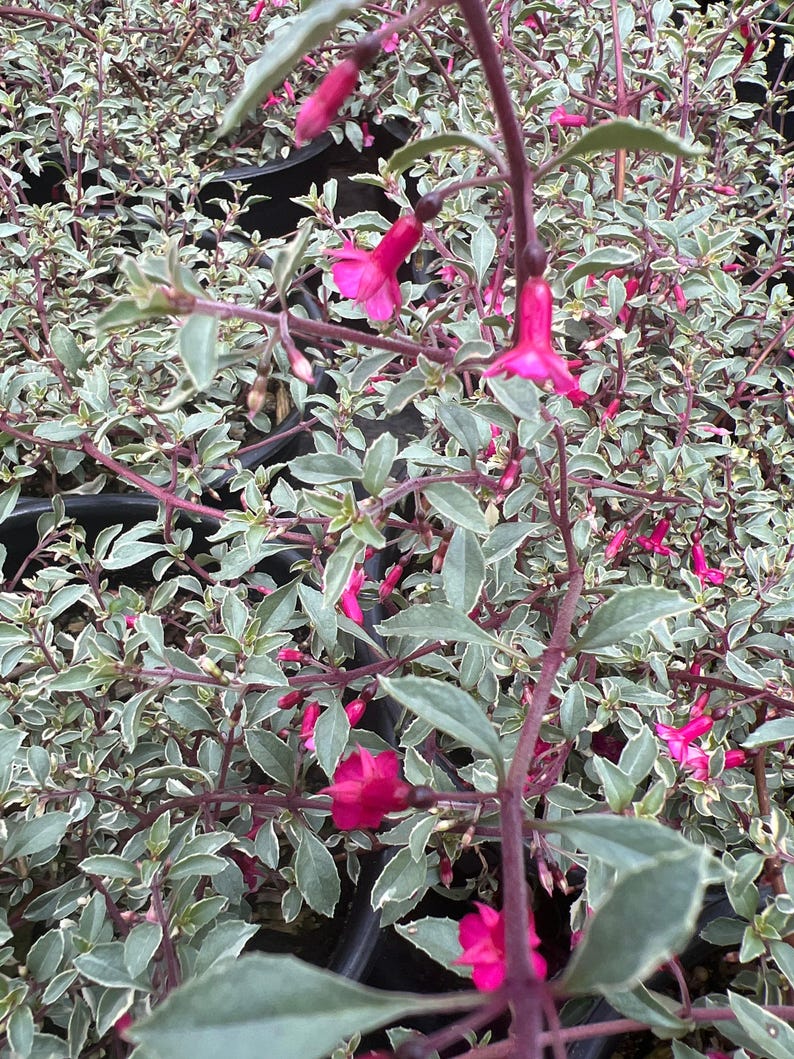 Fuchsia Plant 6" Pot Variegated Fuchsia thymifolia ‘Varigate’ Live Plant, Compact Bushy Growth, Attractive Green & Cream Leaves