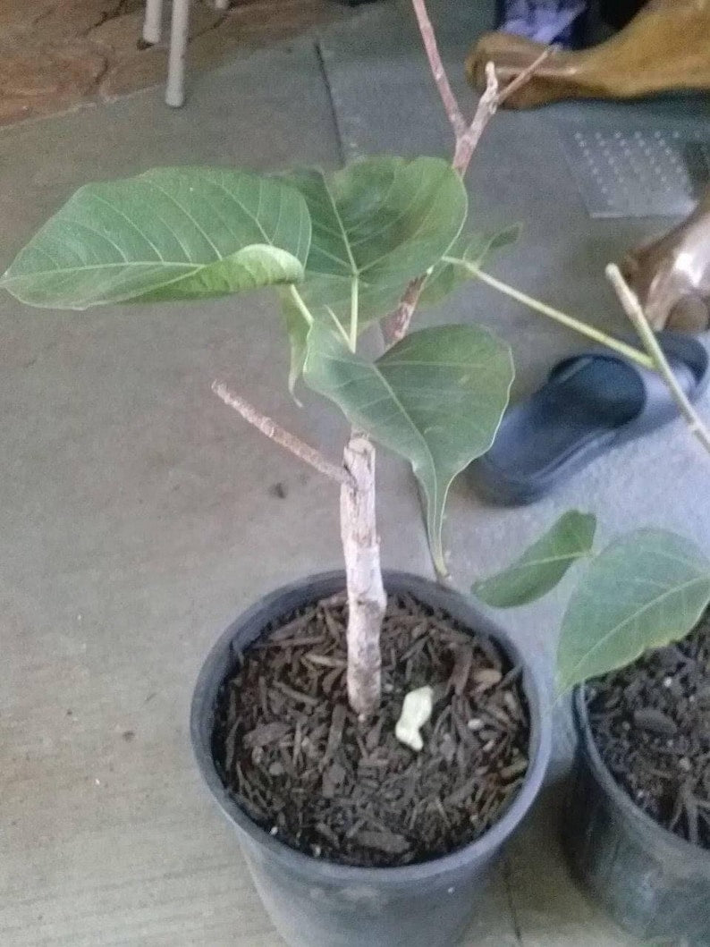 Bodhi Plant Ficus Religiosa - 1 Foot Live Sacred Fig Tree - Rare Bonsai for Home Decor and Spiritual Practices