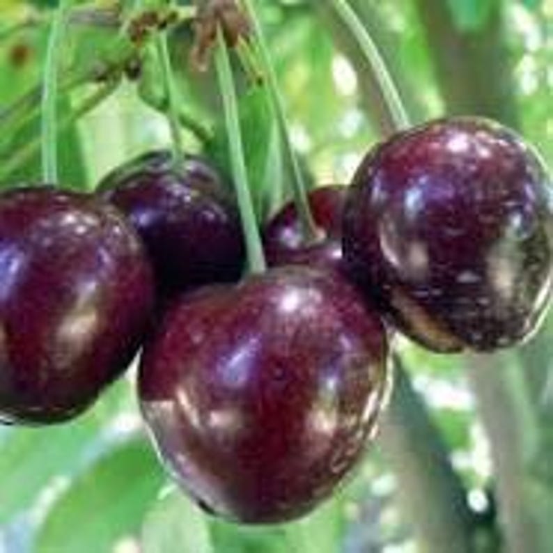 Cherry Tree Plant 2-3 Feet Stella Self-Fertile Sweet Cherry Prunus avium