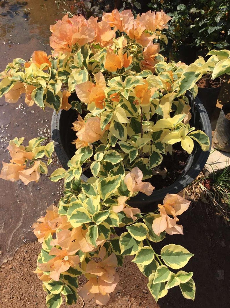 Orange Ice Bougainvillea Plant - 6" Pot - Vibrant Orange Bracts - Bougainvillea glabra - Low Maintenance Shrub
