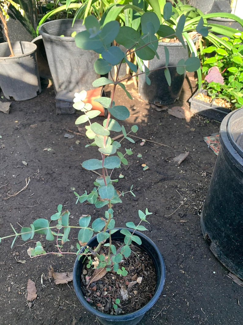 Eucalyptus Silver Drop Plant - 6" Pot - Eucalyptus polyanthemos - Indoor/Outdoor Decor - Aromatic Silver-Blue Leaves