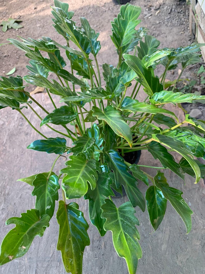Philodendron 'Xanadu' Live Plant 6" Pot - Easy Care Tropical Houseplant, Low Light, Philodendron bipinnatifidum