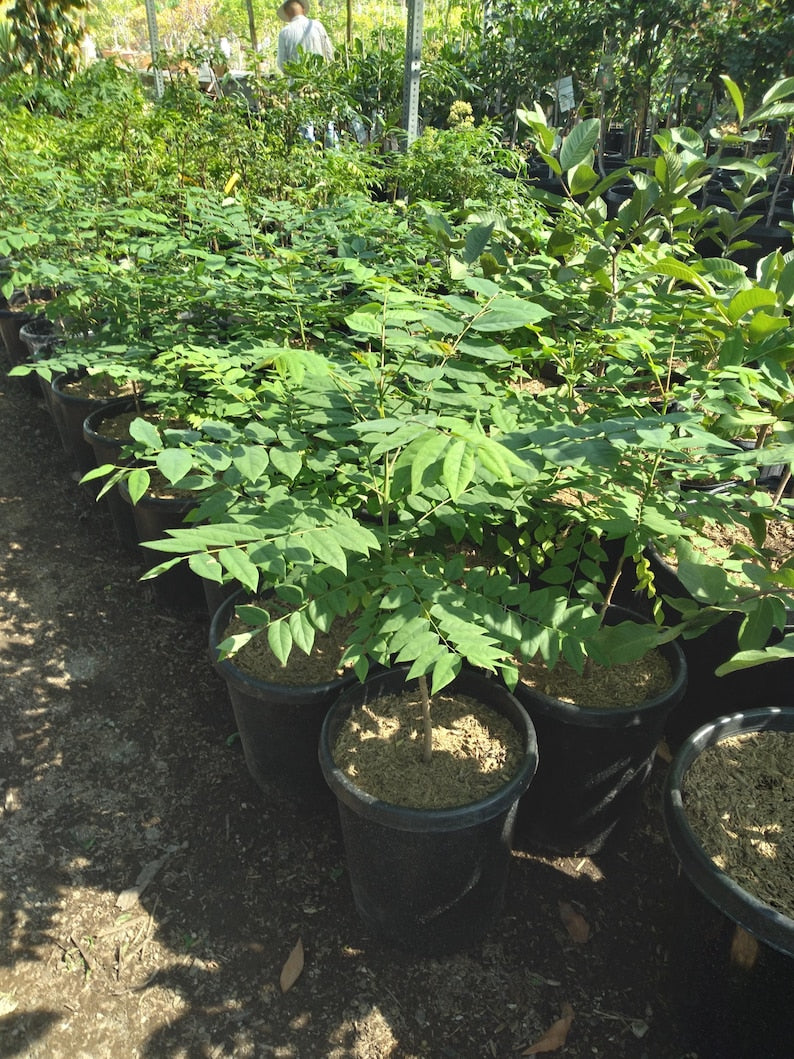 Tropical Gooseberry Plant 3gal Pot Amla Berry Chùm Ru?t Emblica Officinalis 2ft Tall Bigger Trunk Indoor Outdoor Garden