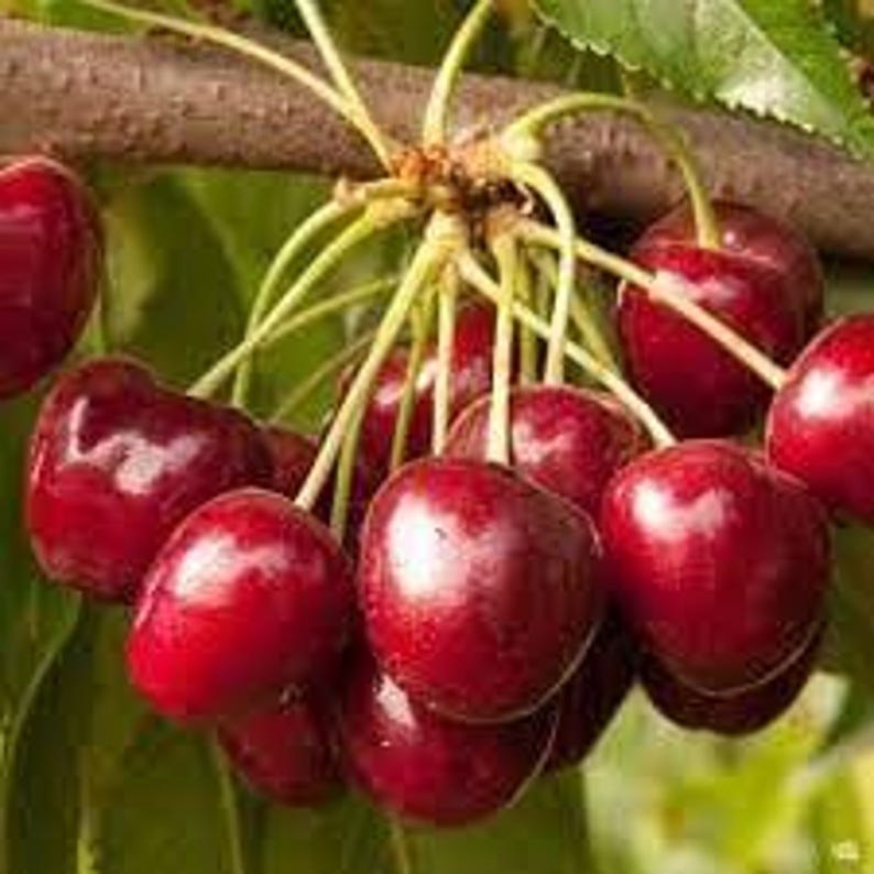 Cherry Tree Grafted 3Gal Pot Royal Crimson Prunus avium Self-Fruitful Large Crimson Fruit