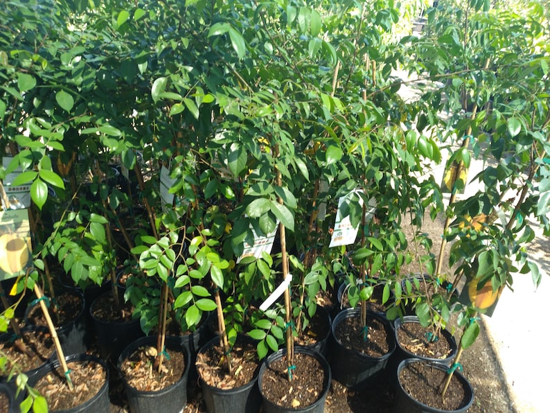 Carambola Star Fruit Tree 3 Gallon - Kari Variety - Sweet Citrus Flavor - Averrhoa carambola - Tropical Fruit Plant