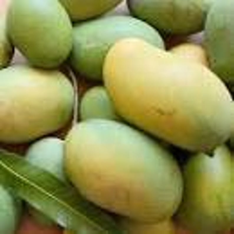 Mallika Mango Tree Live Plant - Grafted 1 Feet - Mangifera indica - Disease Resistant Variety - Ships in 6" Pot