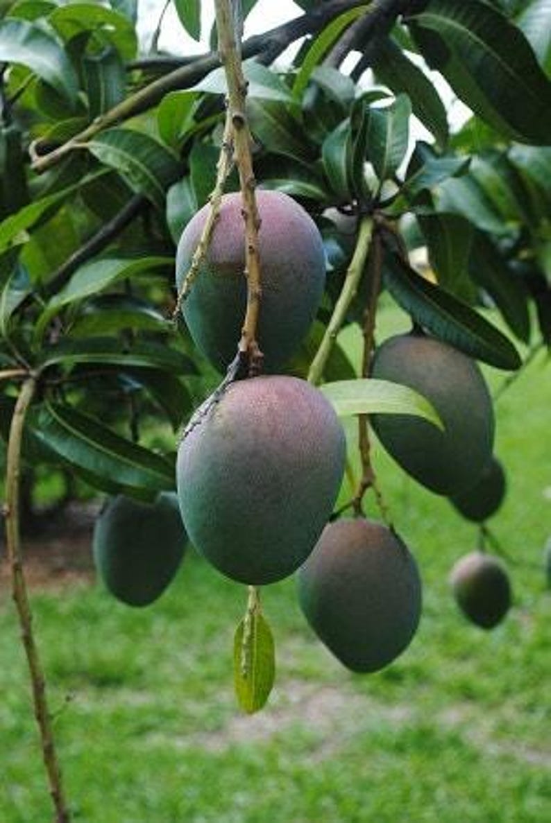 Grafted Kent Mango Tree - 1 Foot Live Plant in 6" Pot - Mangifera indica - Tropical Fruit Garden Plant