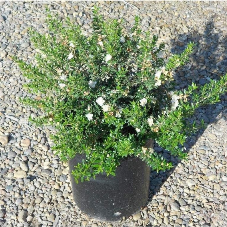 Dwarf Myrtle Plant 6" Pot Myrtus communis 'Compacta' Fragrant Evergreen Shrub Ideal for Bonsai & Gardens