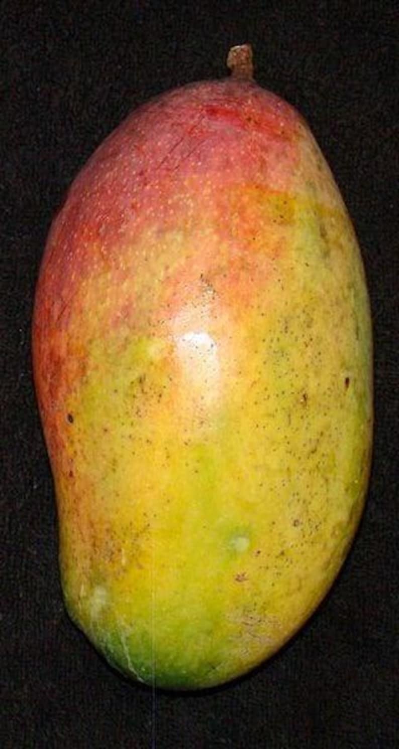 Valencia Pride Mango Tree Live Plant - 3 Gal Pot - Mangifera indica - Sweet Tropical Fruit for Home Gardening