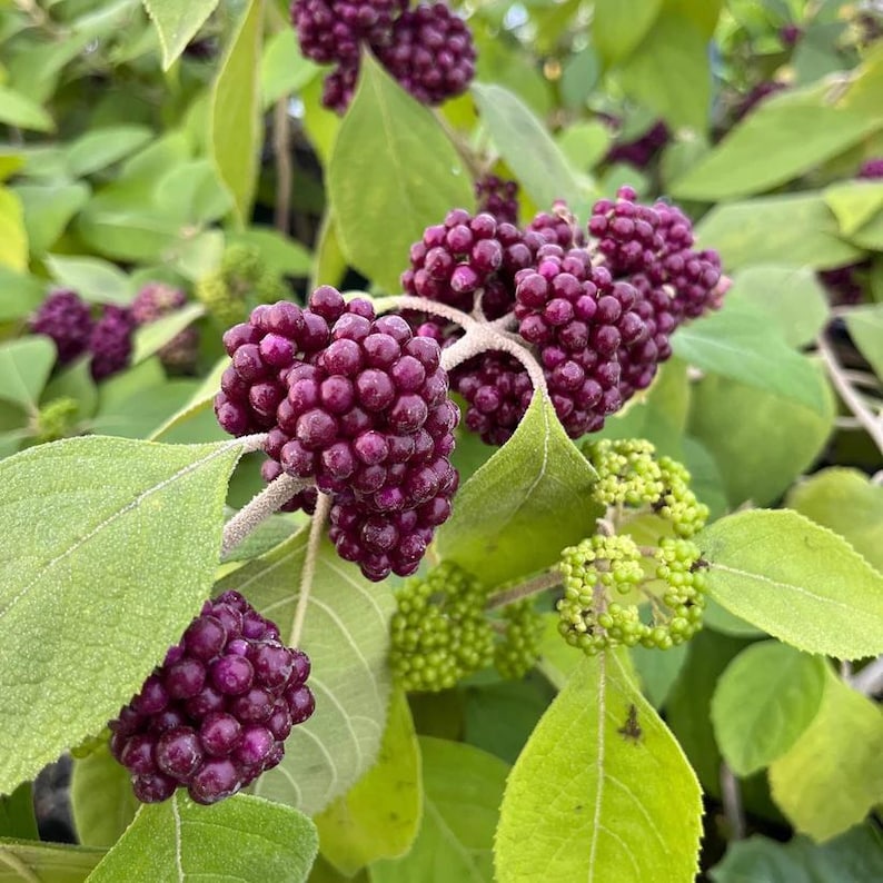 Mexican Beautyberry Live Plant 4" Pot, Black Beautyberry (Callicarpa acuminata), Zones 8-10, Full Sun to Part Shade