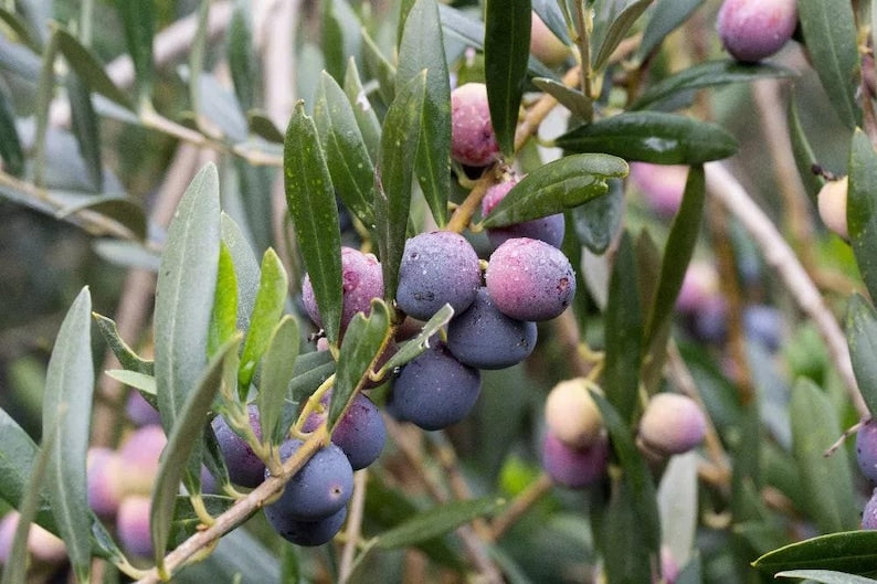 Olive Tree Plant 6" Pot Arbequina Variety Olea europaea Ideal for Container Gardening or Backyard Oasis