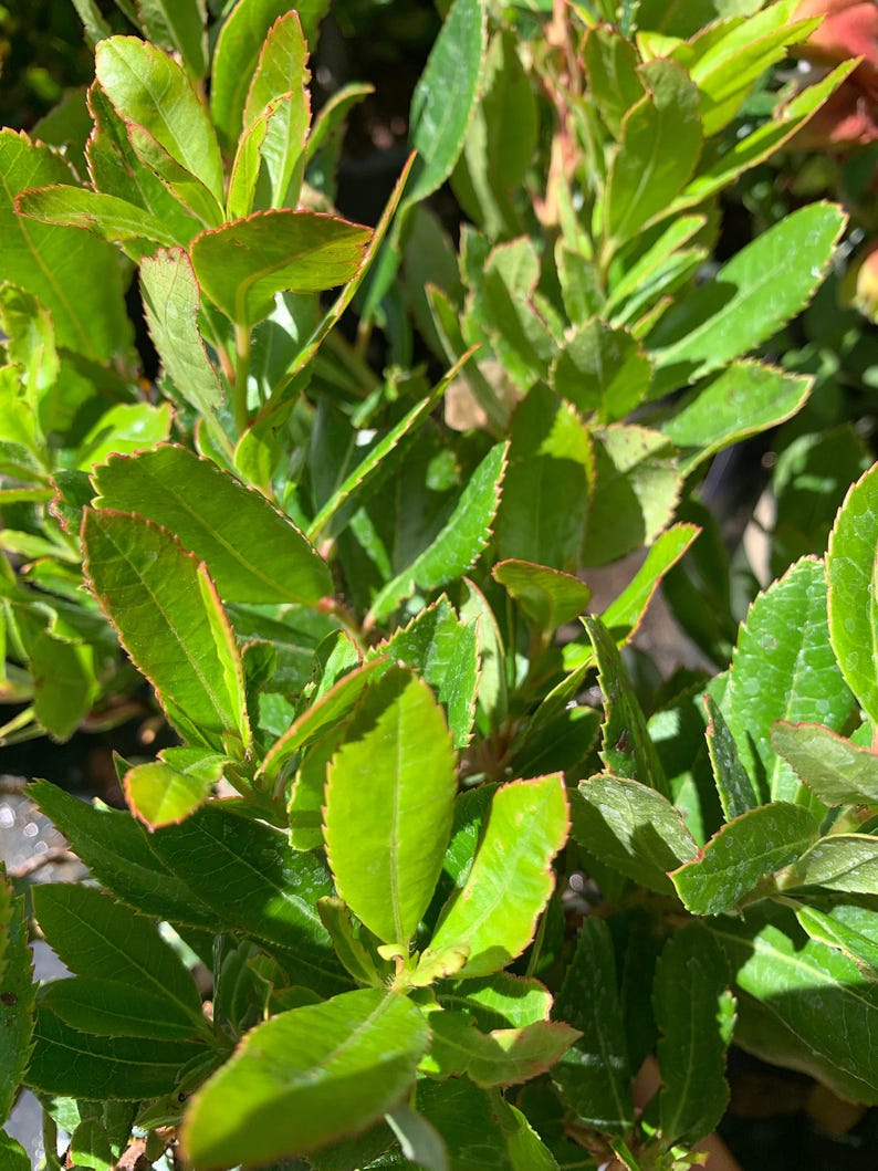 Live Plant 1 ft - Strawberry Tree - Arbutus unedo - Evergreen with White Flowers & Red Berries - Pollinator Friendly