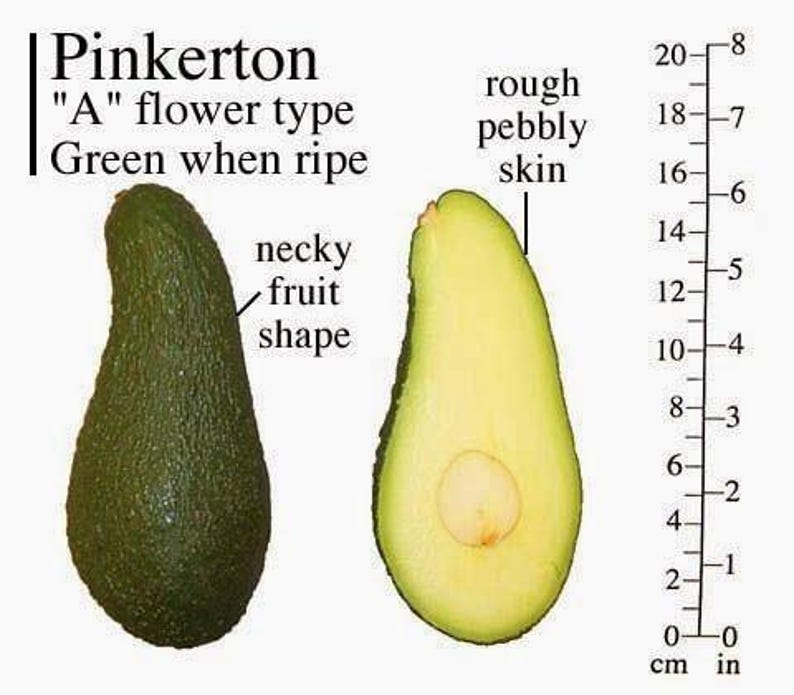 Pinkerton Avocado Tree - Grafted - 3 to 4 Feet Tall - Persea americana 'Pinkerton' - Indoor/Outdoor Gardening Plant