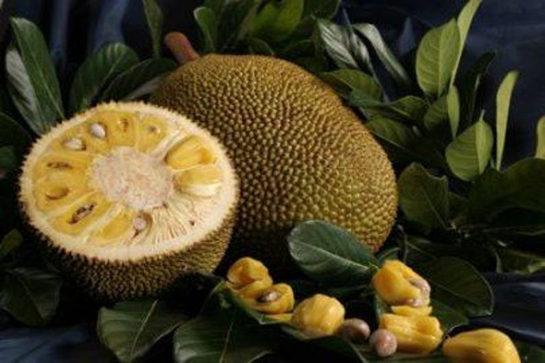 Jakfruit Plant - 3 Gallon Pot - Artocarpus heterophyllus - Tropical Fruit Tree for Home Garden - 2 to 3 Feet Tall