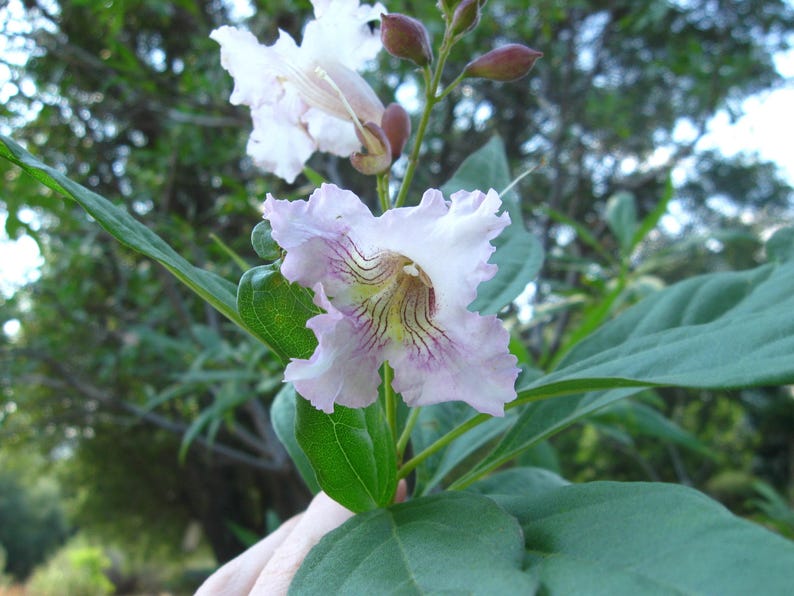 Chitalpa Live Plant 2-3ft Morning Cloud Variety in Pot - Chitalpa tashkentensis - Flowering Tree for Gardens and Landscapes