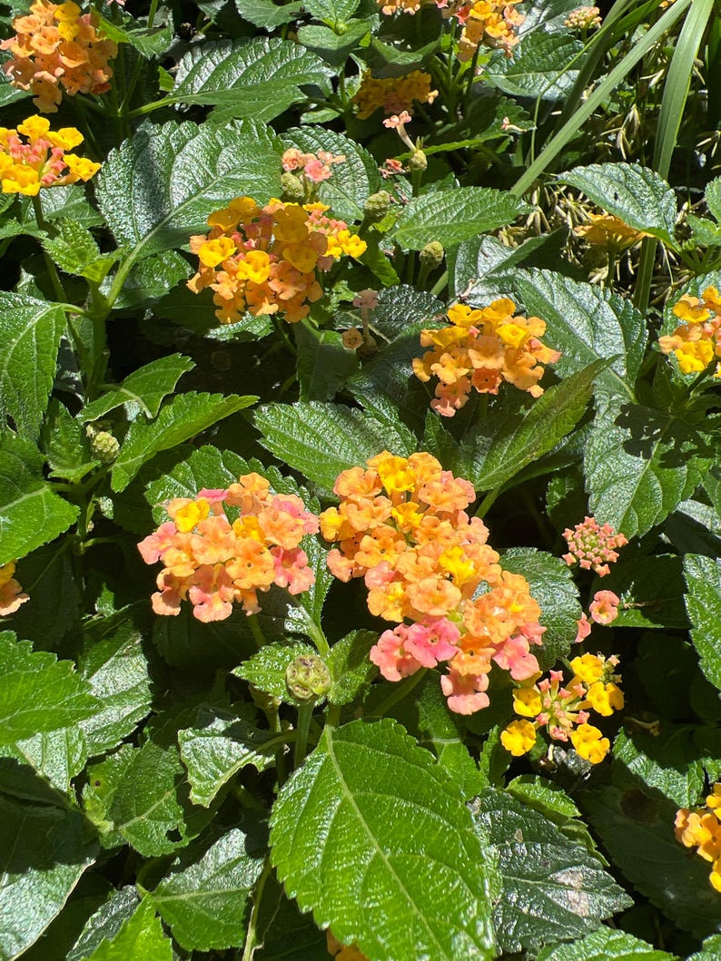 Lantana Plant in 1 Gallon Pot, Bandana Rose Variety, Colorful Flowering Perennial, Lantana camara