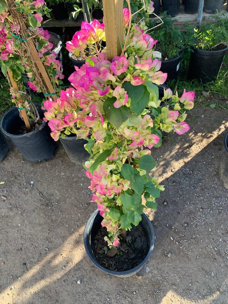 Bougainvillea Plant 3 Gallon Pink & White Variety Bougainvillea spp. - Vibrant Flowering Climbing Vine for Garden & Patio