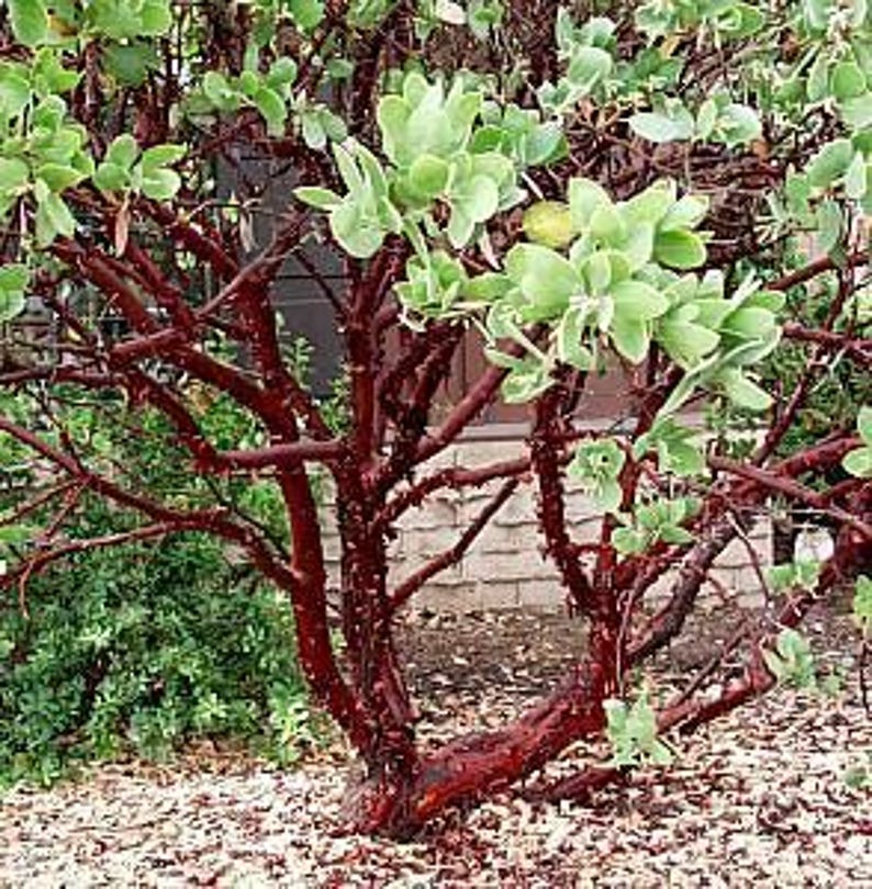 Dr. Hurd Manzanita Plant - 6" Pot - Arctostaphylos manzanita 'Dr. Hurd' - Evergreen Shrub with Glossy Foliage, Decorative Bark