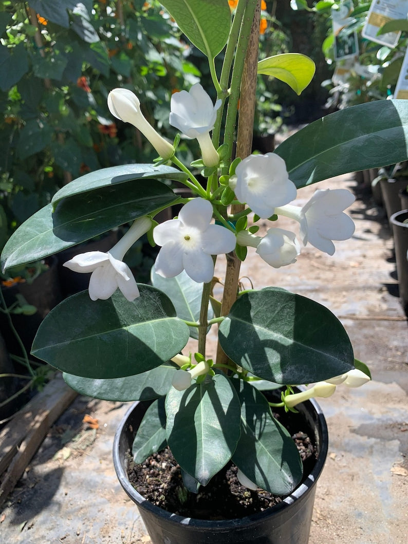 Madagascar Jasmine Plant - 1ft Evergreen Twining Vine with Waxy Green Leaves & Fragrant White Flowers - Stephanotis floribunda