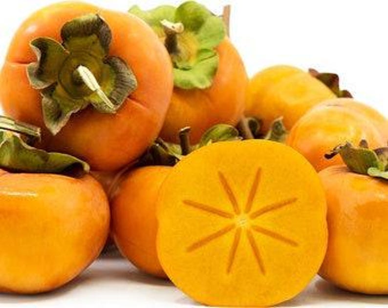 Fuyu Jiro Persimmon Tree 3 Gal Pot - Non-Astringent Sweet Fruit - Diospyros kaki - Firm Deep Orange Skin