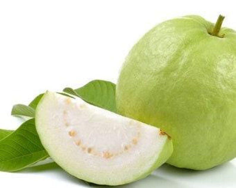 Thai Guava Tree - 2 Feet - Airlayered - Psidium guajava - Ships in 1 Gallon Pot - Tropical Fruit Plant for Garden