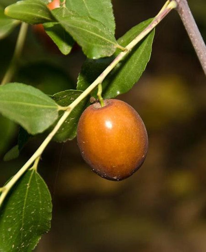 Jujube Sugar Cane Tree 3Gal Pot - Zizyphus jujuba 'Sugar Cane' - Sweet Fruit - Spiny Plant for Home Gardening