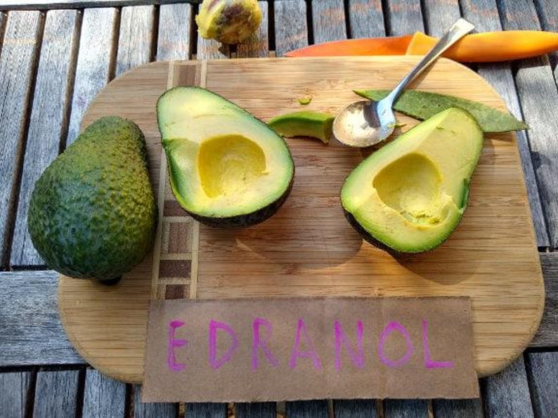 Edranol Avocado Tree - 1ft Grafted Plant - Persea americana - Indoor/Patio - Ships in Plastic Bag - Easy Care Avocado Plant