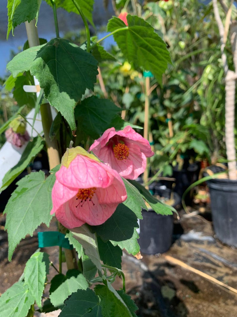 Abutilon Rosalie Live Plant 6” Pot - Pink Flowering Evergreen Shrub - Hummingbird Attracting (Abutilon hybridum)