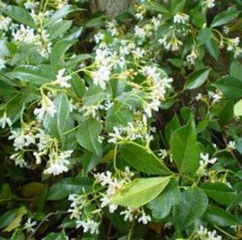 Star Jasmine Plant 6" Pot Fragrant Climbing Vine Trachelospermum jasminoides