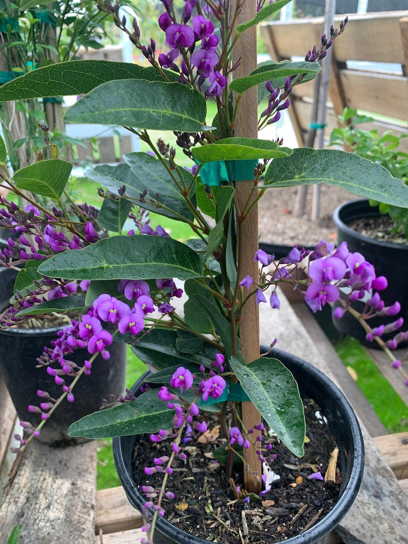 Hardenbergia Violacea Vine - 3 Gallon Pot - Fast Growing Violet Flowering Clusters - Australian Violet Plant - Purple Coral Pea