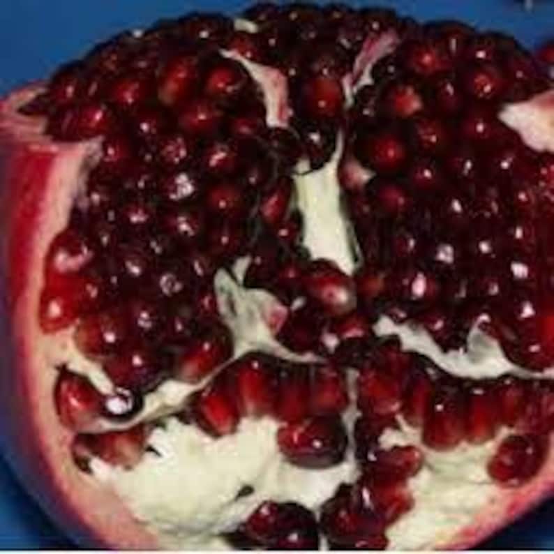 Ambrosia Pomegranate Plant - 6" Pot - Sweet Red Fruits - Punica granatum 'Ambrosia' - Ideal for Warm Climates