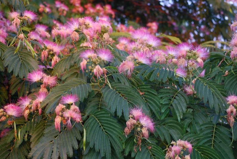 Silk Tree Plant 3ft Live Albizia julibrissin 'E.H. Wilson' in 3-Gal Pot - Pink Flowers, Drought-Tolerant, Deciduous Tree