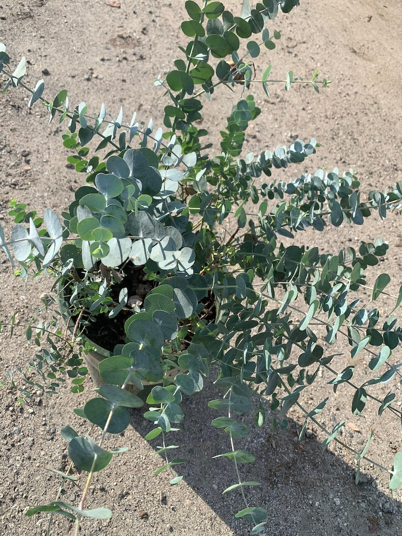 Eucalyptus Cinerea 3Gal Pot - Silver Dollar Tree - Fast Growing Blue-Green Foliage - Ornamental Shrub - Eucalyptus cinerea