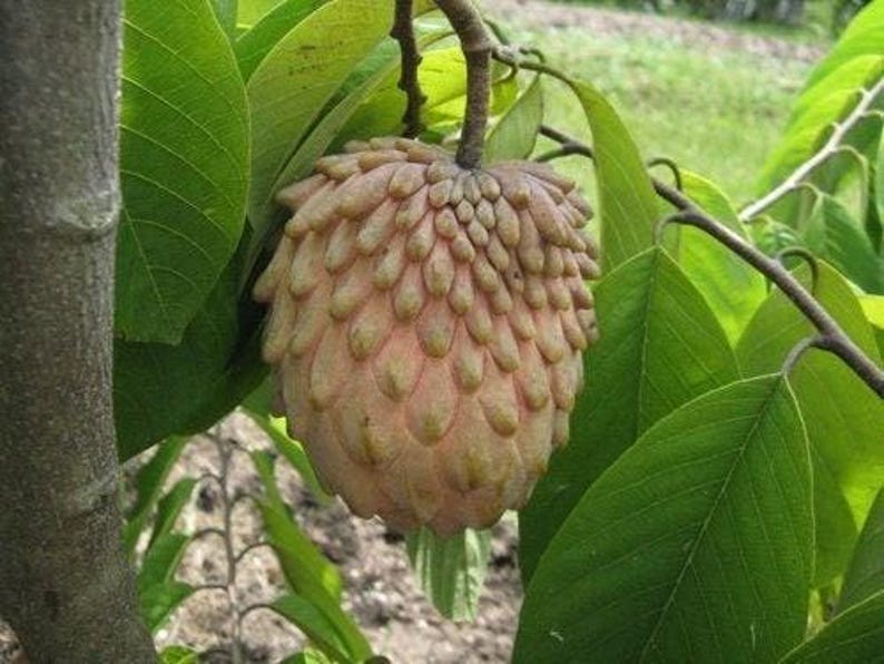 Lisa Atemoya Fruit Tree - 2 Feet Tall Live Plant - Annona squamosa - Sweet Tropical Fruit - 1 Gallon Pot