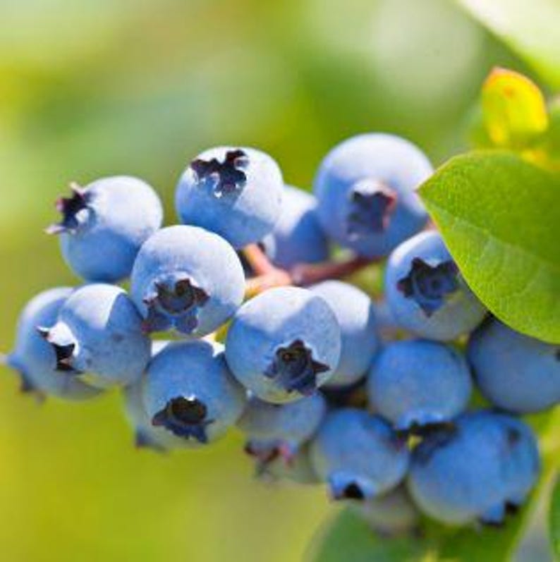 Blueberry Plant - Half Gallon Pot - Cold Hardy & Easy to Grow - Vaccinium corymbosum - Ideal for Gardens & Patios